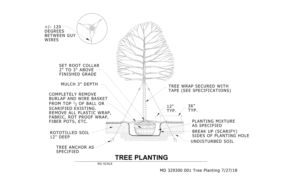 Cross-section diagram of a tree planting setup with detailed instructions on planting depth, support, and soil preparation.