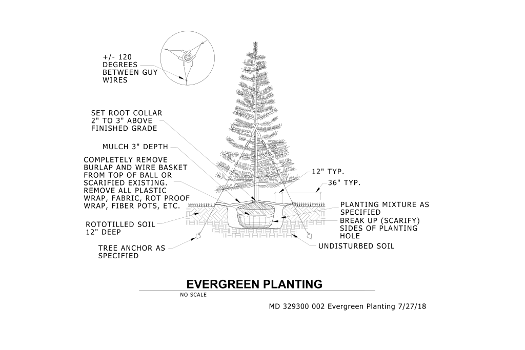 Diagram showing instructions for planting an evergreen tree, including specifics on soil depth, root collar height, and mulch layering.
