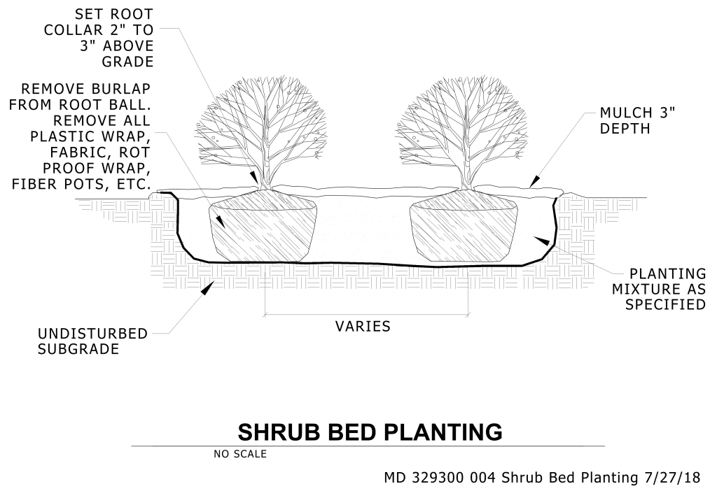 Shrub bed planting diagram with instructions for root collar height, mulch depth, and material removal.