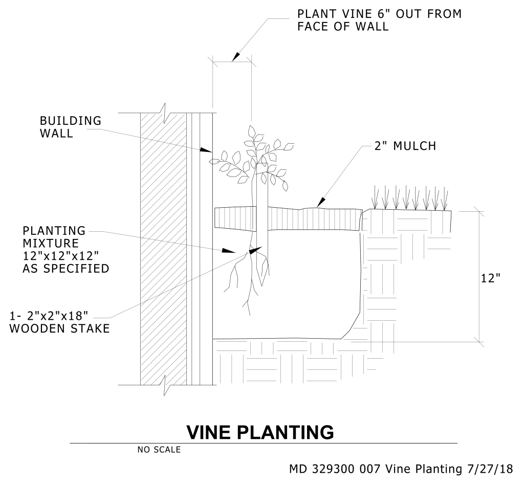 Technical drawing of a vine planting setup with measurements and labels.