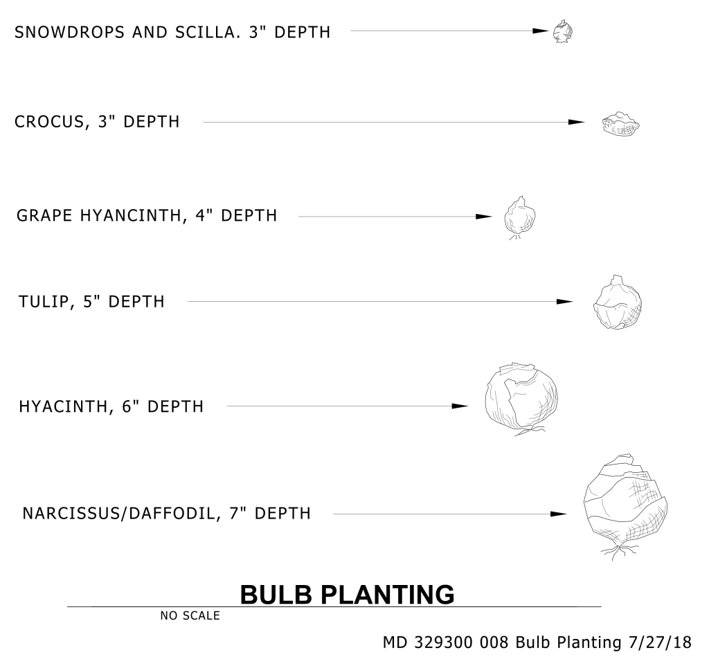 Diagram showing flower bulbs and recommended planting depths ranging from 3 to 7 inches.